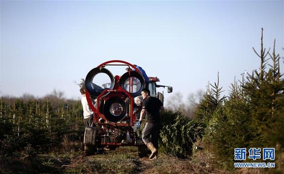 （外代二线）英国的圣诞树林场
