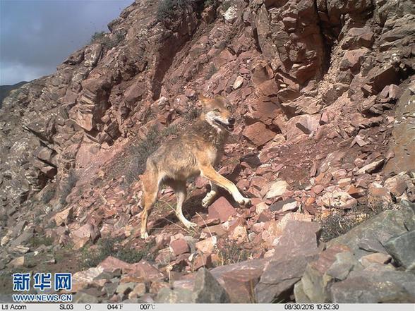 （环境）（1）科研人员首次利用红外相机对祁连山青海侧开展野生动物调查