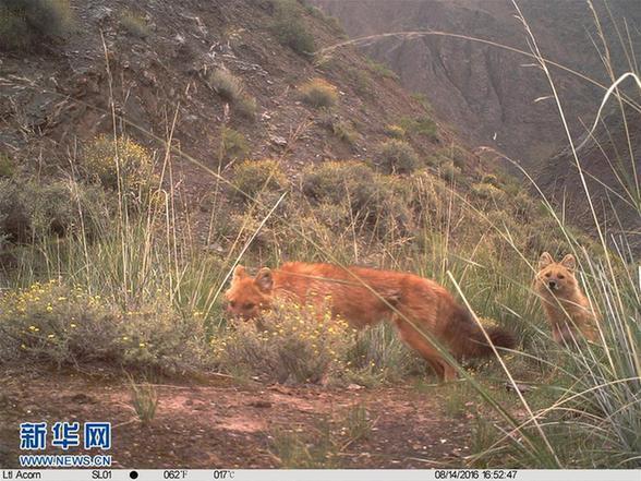 （环境）（3）科研人员首次利用红外相机对祁连山青海侧开展野生动物调查