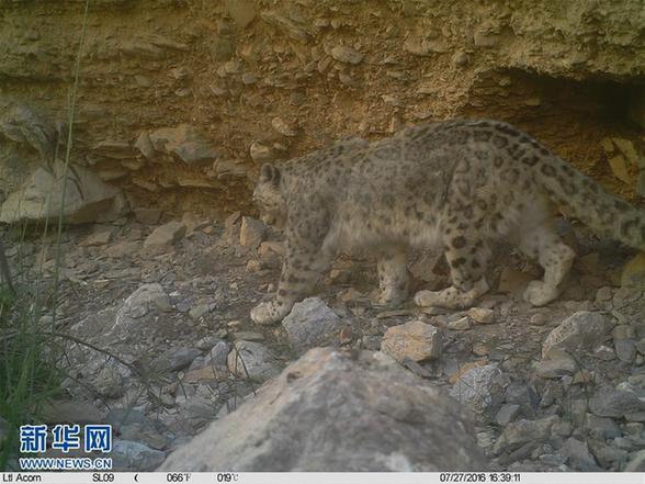 （环境）（4）科研人员首次利用红外相机对祁连山青海侧开展野生动物调查