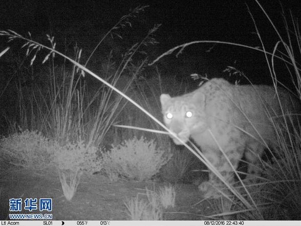 （环境）（5）科研人员首次利用红外相机对祁连山青海侧开展野生动物调查