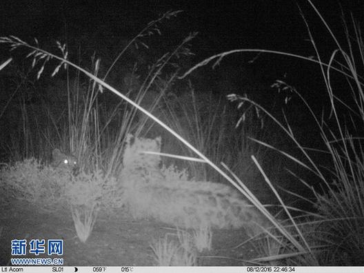 （环境）（6）科研人员首次利用红外相机对祁连山青海侧开展野生动物调查