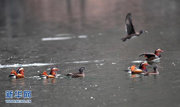 （环境）（1）汉江源头鸳鸯飞