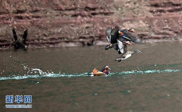 （环境）（2）汉江源头鸳鸯飞