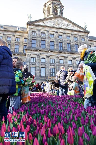 （国际）（1）荷兰迎来国家郁金香日