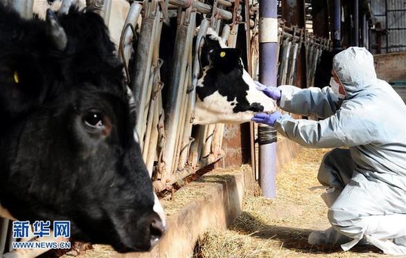 (外代一线)(2)韩国出现口蹄疫疫情