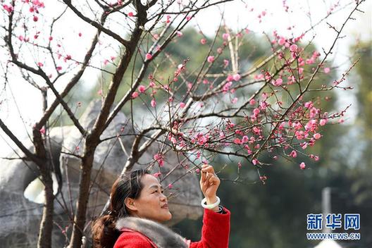 （春季美丽生态）（3）南昌：红梅吐蕊报春来