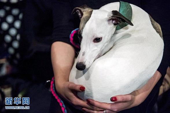 [2]（外代二线）狗狗嘉年华