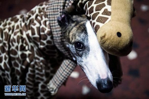 [5]（外代二线）狗狗嘉年华