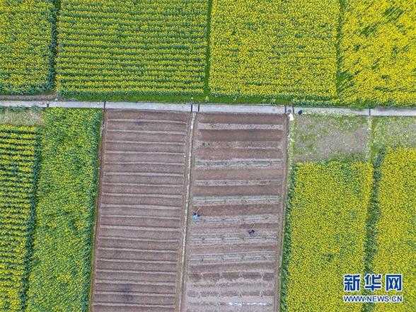 #（空中之眼）（3）黔北花香伴春耕