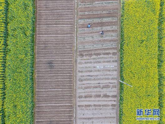 #（空中之眼）（4）黔北花香伴春耕