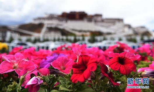 （社会）（1）花季拉萨迎宾朋
