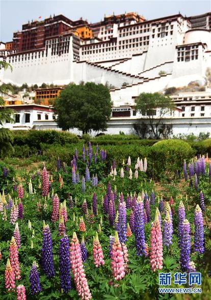 (社会)(1)花季拉萨迎宾朋