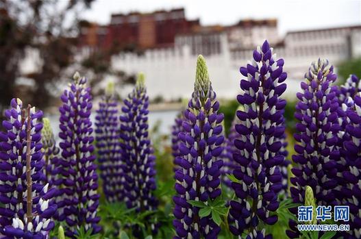 （社会）（4）花季拉萨迎宾朋