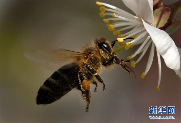 [1]（外代二线）蜜蜂采集花粉