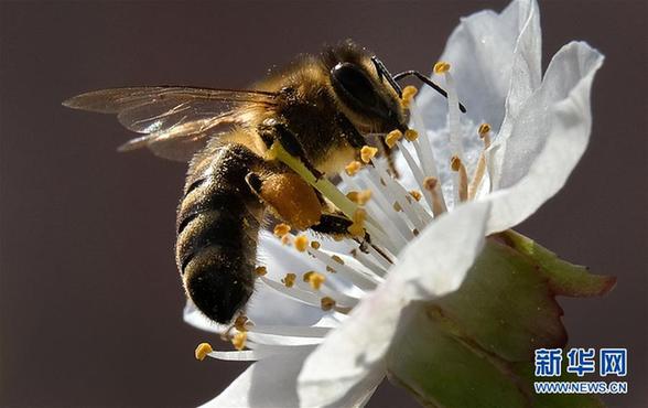 [2]（外代二线）蜜蜂采集花粉