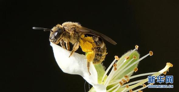 [3]（外代二线）蜜蜂采集花粉