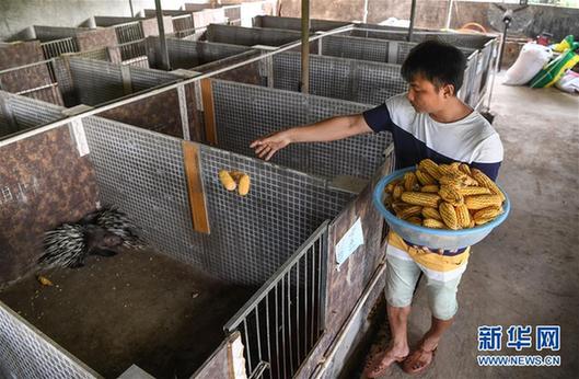 （砥砺奋进的五年·脱贫攻坚表情谱）（2）刘福财：不建新房建猪舍 带头致富奔小康