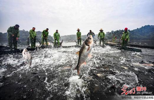 江西新余：仙女湖结束三个月的休渔期迎来开捕季