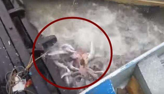 大叔在水面扔进一块牛肉，几分钟后出现大水花