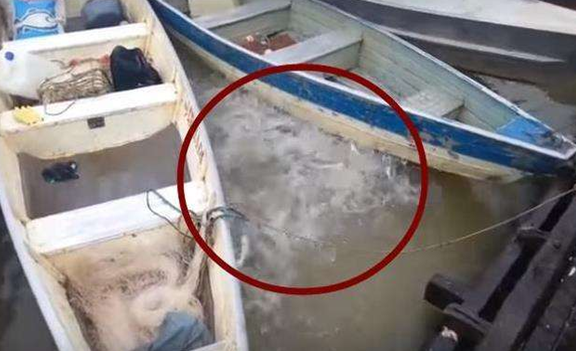 大叔在水面扔进一块牛肉,几分钟后出现大水花