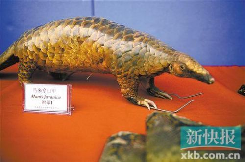 网络男主播被抓 竟因干这事