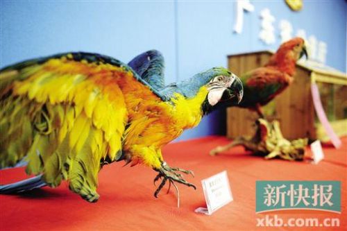 网络男主播被抓 竟因干这事