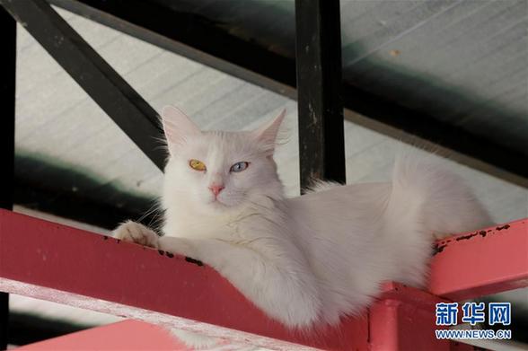 （国际·图文互动）（1）通讯：土耳其“国猫”的幸福生活