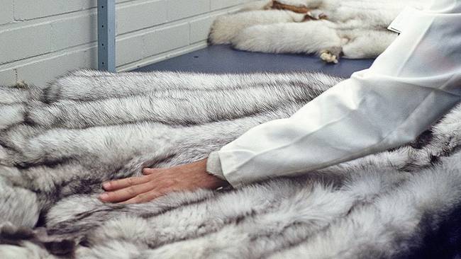 为做毛皮大衣 这些狐狸被养成“肉球怪物”(组图)