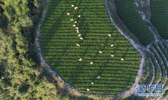 #（经济）（3）寒露时节 安溪铁观音秋茶飘香