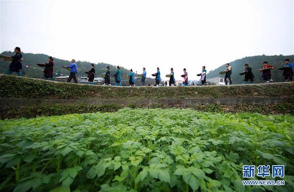 #（社会）（4）贵州丹寨：丰收的“喜宴”