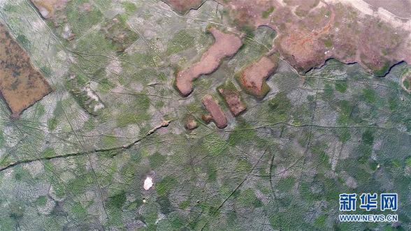 （生态）（4）鄱阳湖进入枯水期 展现“骨感之美”