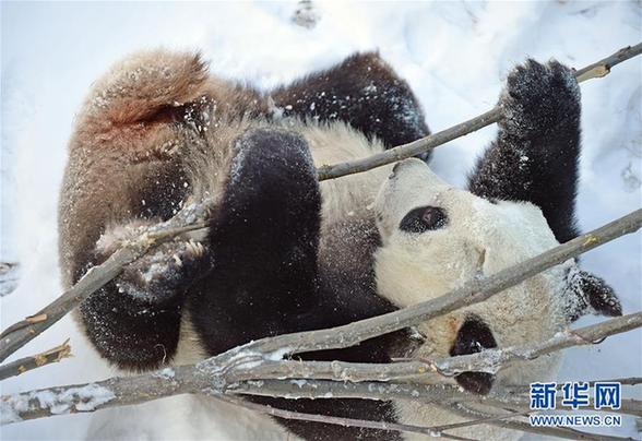 （社会）（3）辽宁沈阳：“功夫熊猫”雪中显身手