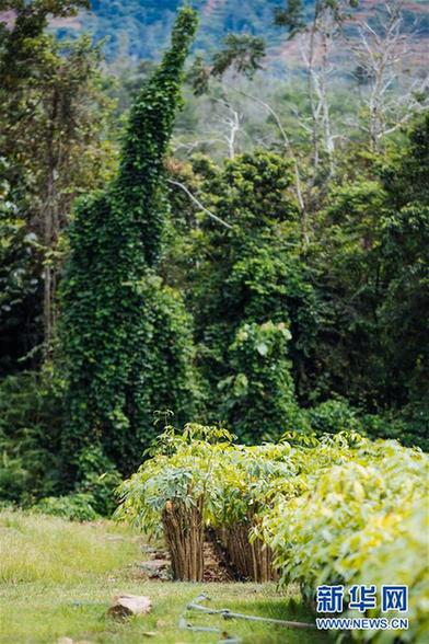 （国际）（2）心中有树，共生共荣——走进马来西亚婆联木业永续性森林保护区