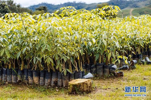 （国际）（3）心中有树，共生共荣——走进马来西亚婆联木业永续性森林保护区