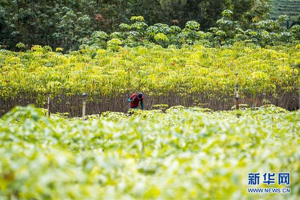 （国际）（4）心中有树，共生共荣——走进马来西亚婆联木业永续性森林保护区