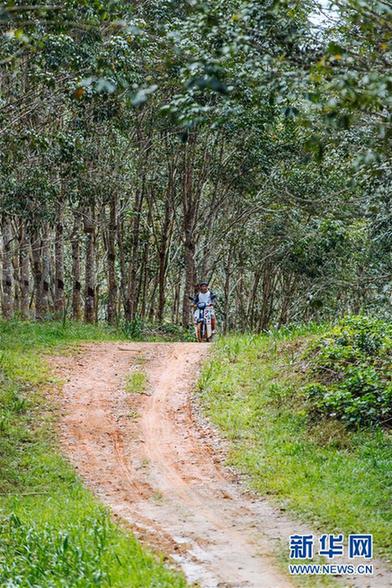 （国际）（5）心中有树，共生共荣——走进马来西亚婆联木业永续性森林保护区