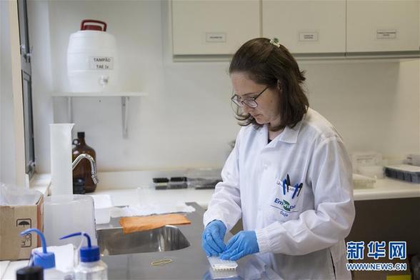 （国际·图文互动）（2）巴西管理转基因大豆“严”字当头 