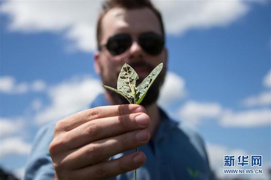 （国际·图文互动）（4）巴西管理转基因大豆“严”字当头 