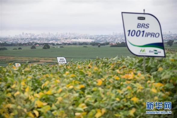 （国际·图文互动）（5）巴西管理转基因大豆“严”字当头 