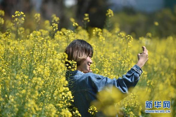 （环境）（2）春花满校园