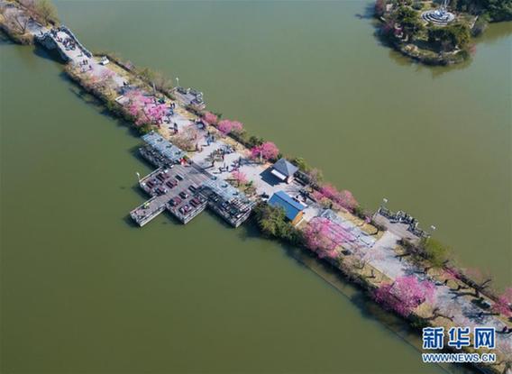 （环境）（3）春花满校园