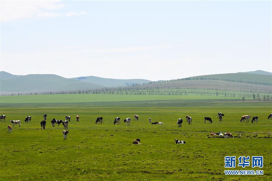 （环境）（3）呼伦贝尔草原景色美