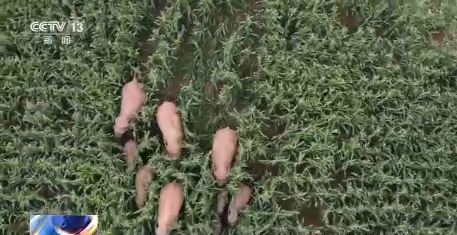 20e4783310da4466bbb756afadde768d.png 20e4783310da4466bbb756afadde768d.png