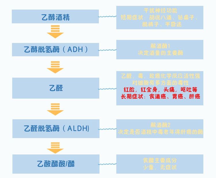 挡酒神器来了坪山区人民医院率先推出基因检测解读酒精代谢